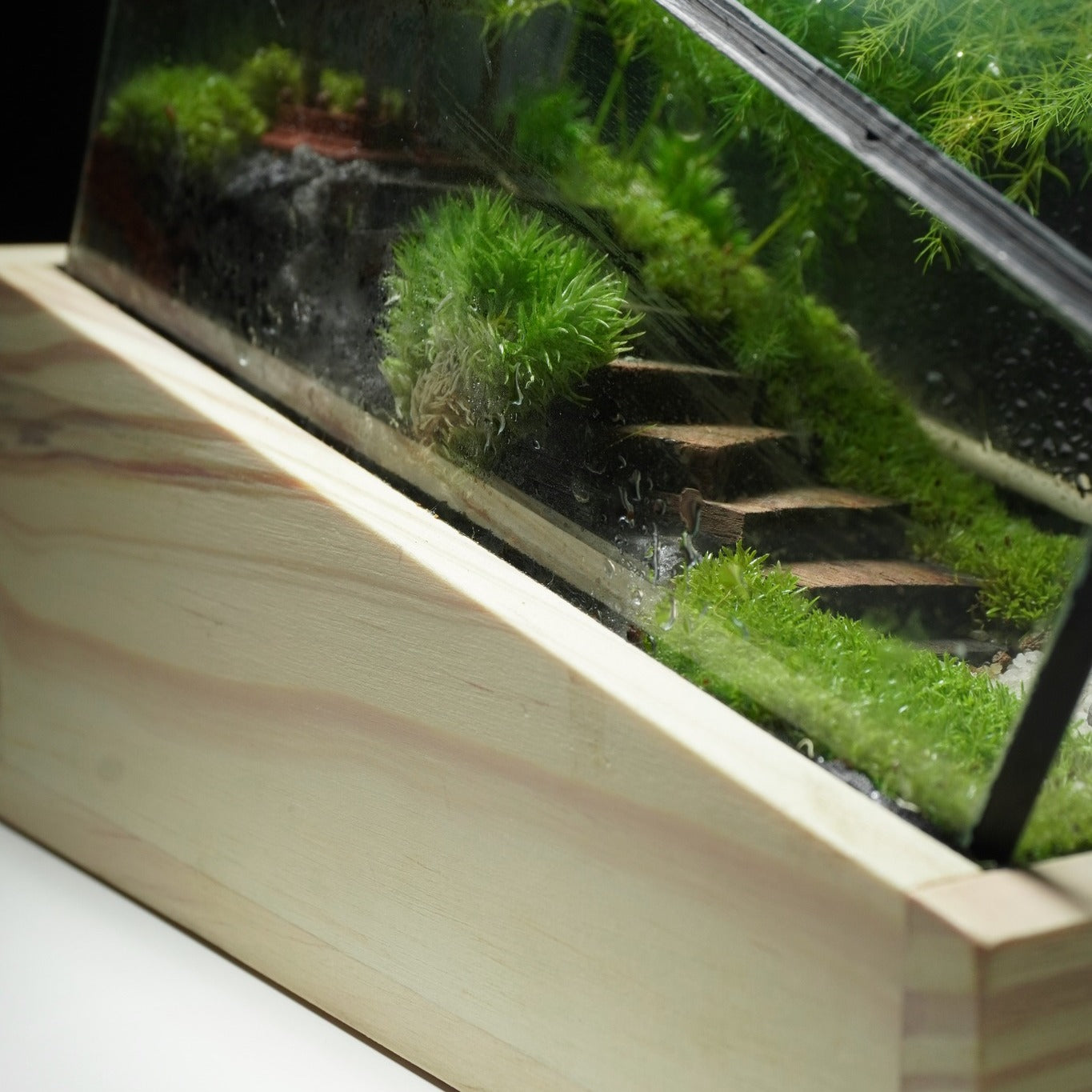 Terarium để bàn [Trúc Yên Tự]