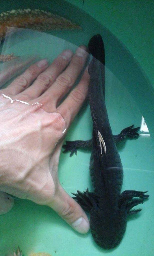 Khủng Long 6 Sừng Axolotl