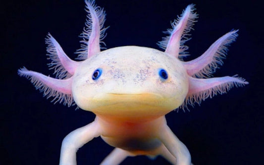 Khủng Long 6 Sừng Axolotl