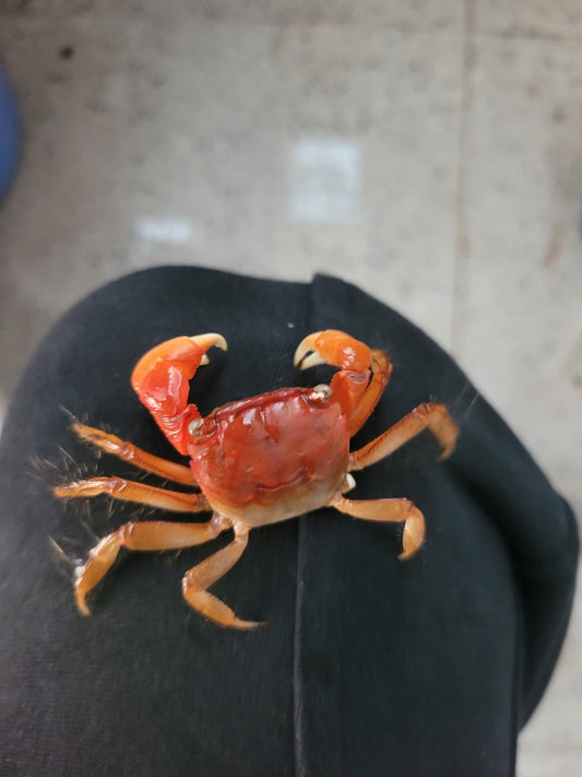 Cua tay thơm kích thước 5-7cm ( tính cách hiền lành , không cắp người và cá)