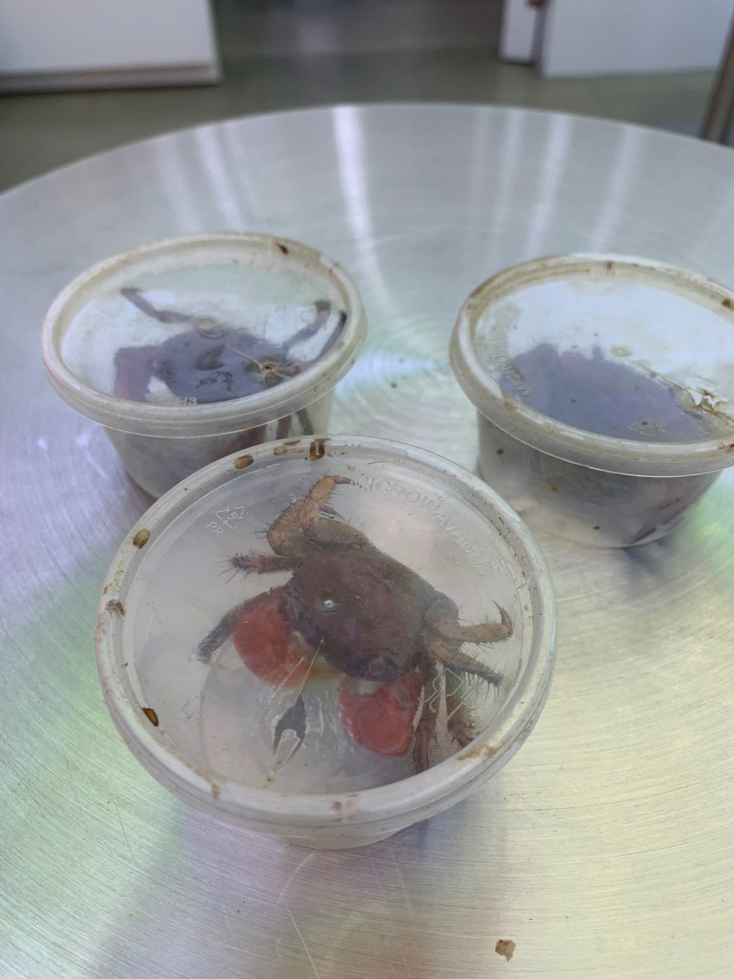 Cua tay thơm kích thước 5-7cm ( tính cách hiền lành , không cắp người và cá)