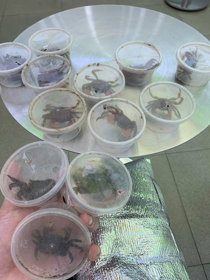 Cua tay thơm kích thước 5-7cm ( tính cách hiền lành , không cắp người và cá)
