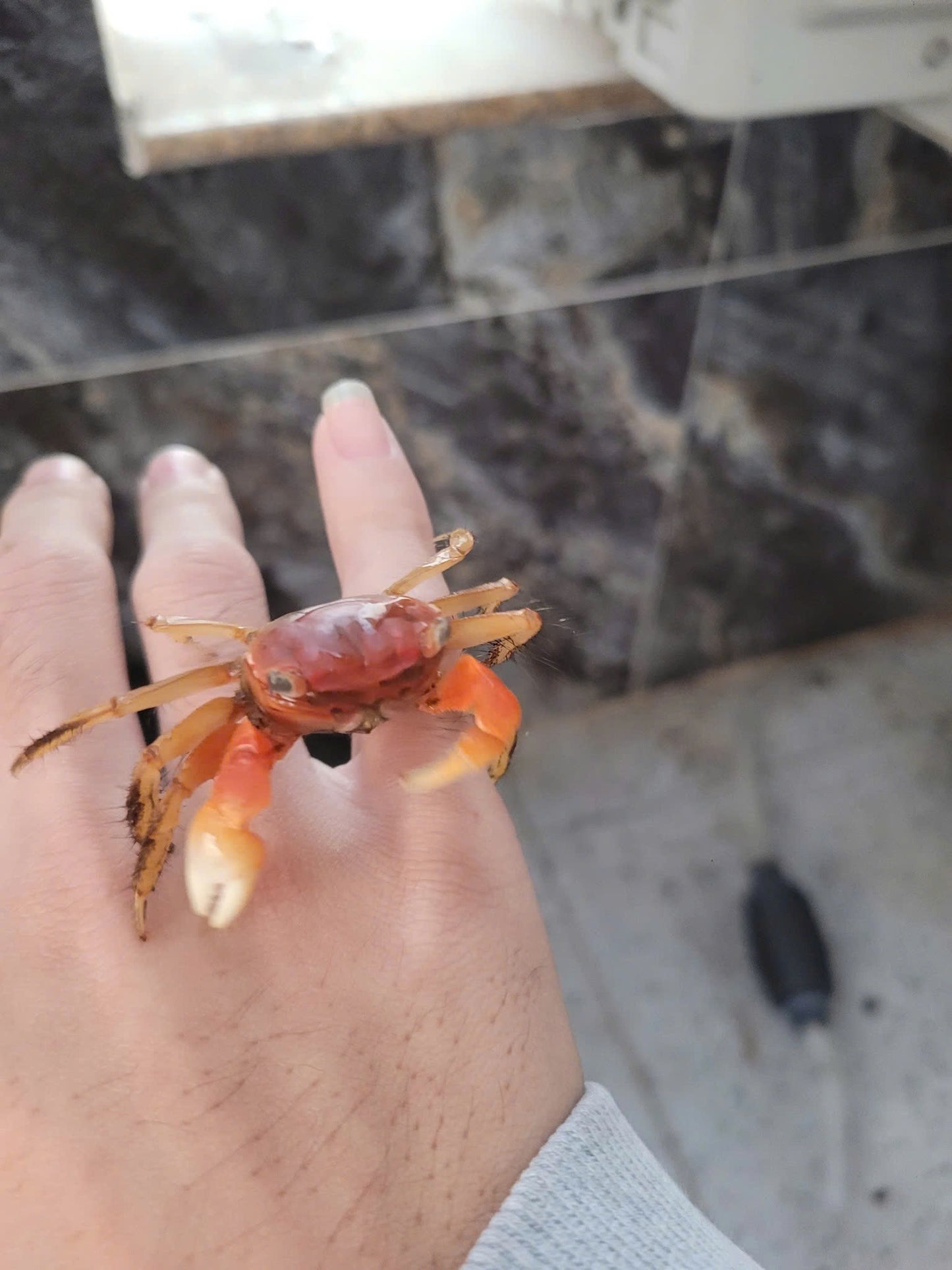 Cua tay thơm kích thước 5-7cm ( tính cách hiền lành , không cắp người và cá)